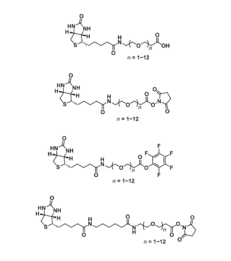 Amine reactivity（生物素-胺反应）