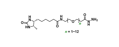 Desthiobiotin-PEGn-hydrazide